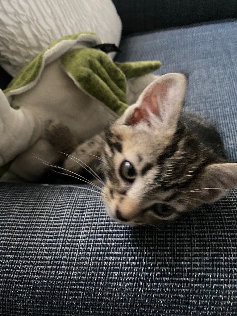 gumtree kitten adoption